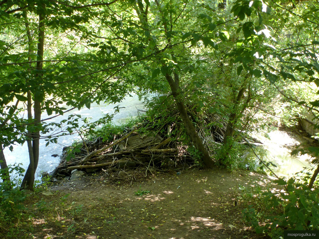 Бобровая плотина в парке Покровское-Стрешнево