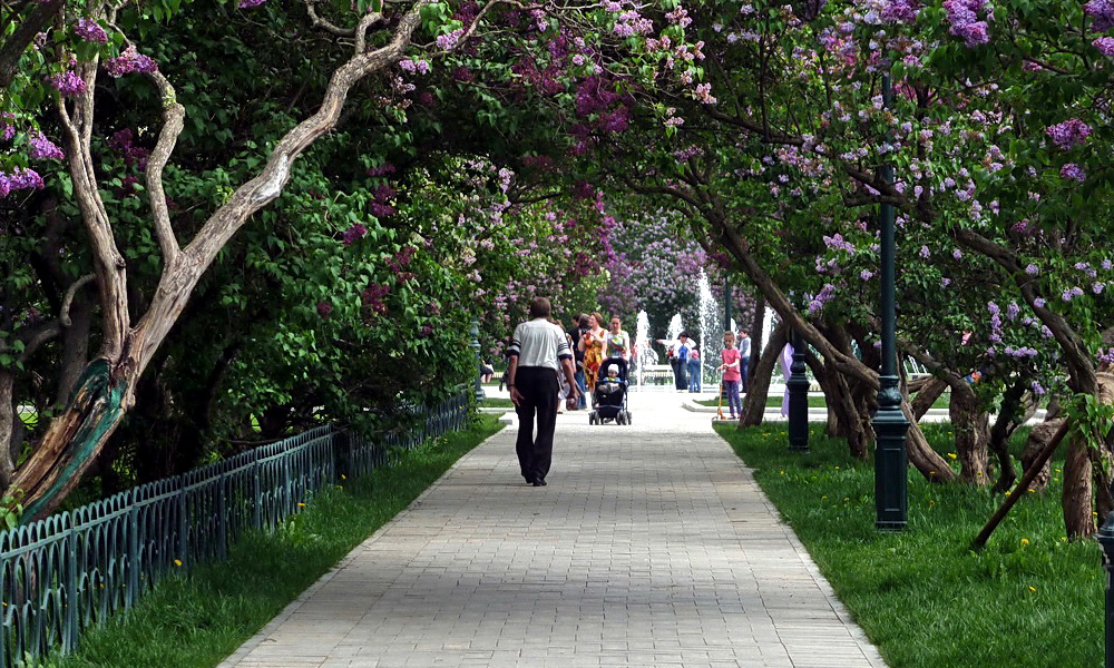 Сиреневый сад в Москве Сиреневый сад в Москве